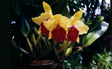 orchid1a.jpg (29469 bytes)