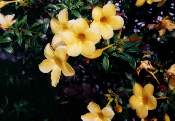 yellowflowera.jpg (30923 bytes)